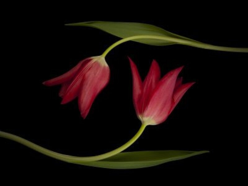 Two Red Tulips — Dramatic, Photograph, Stem