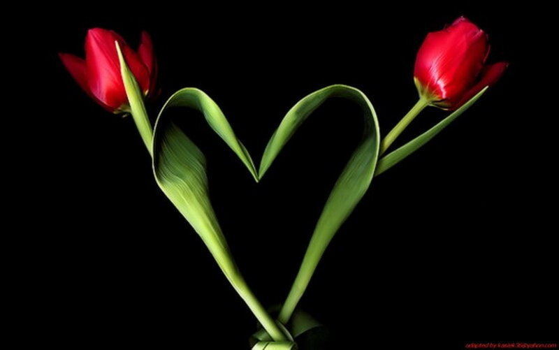 Two Red Tulips — Dramatic, Photograph