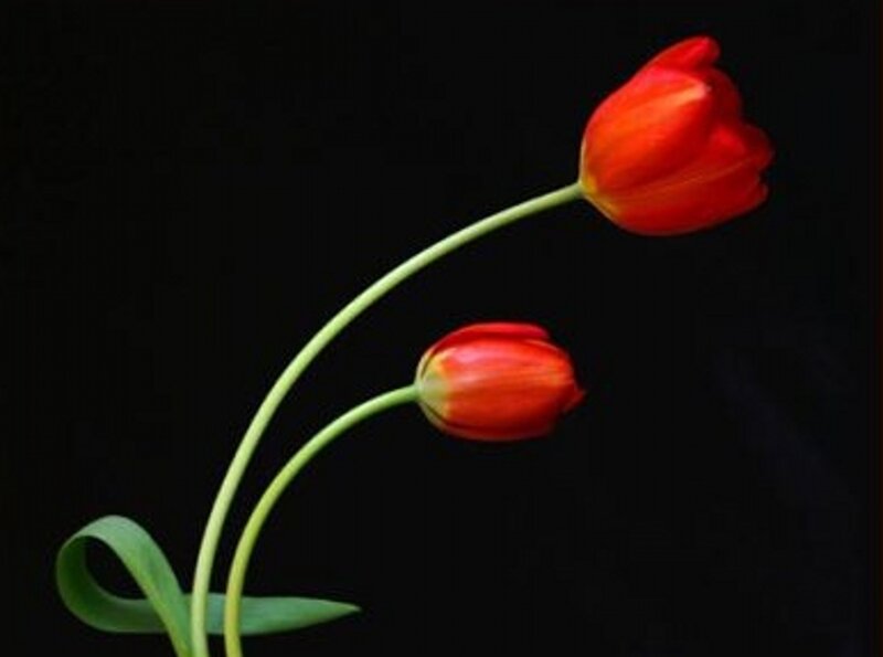 Two Red Tulips — Dramatic
