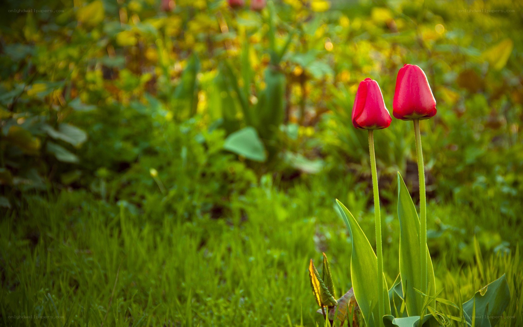 Two red tulips in a garden
