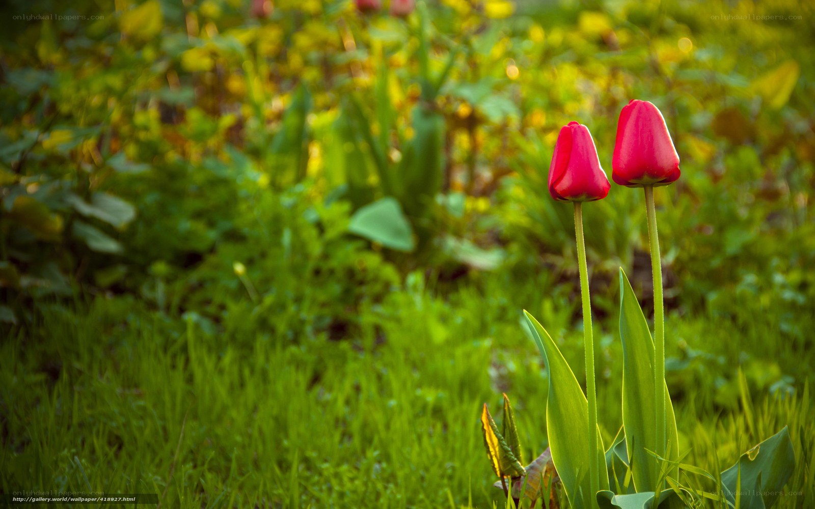 Two red tulips in a garden