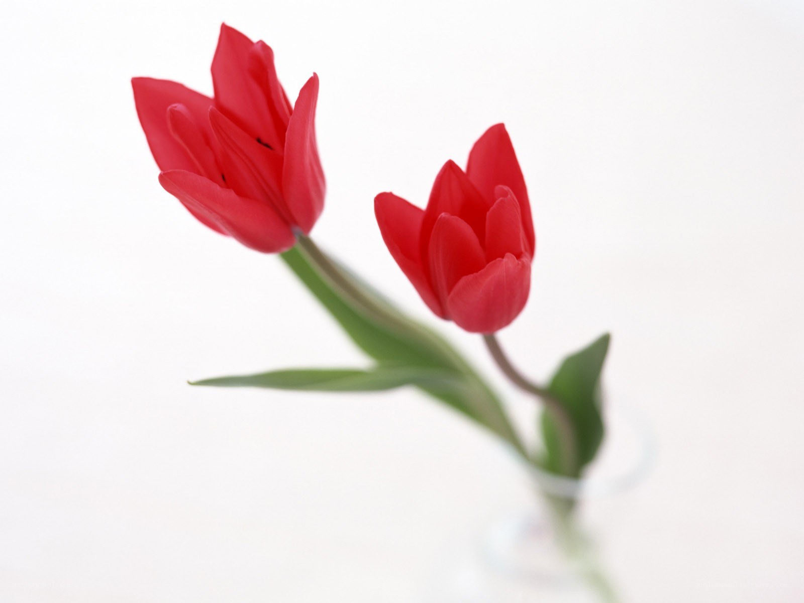 Two red tulips in a vase