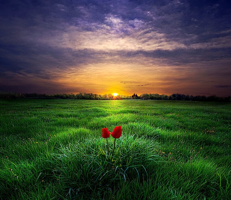 Two Red Tulips in Field