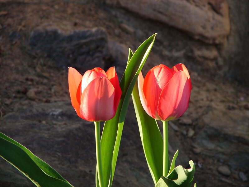 Two red tulips in sunlight