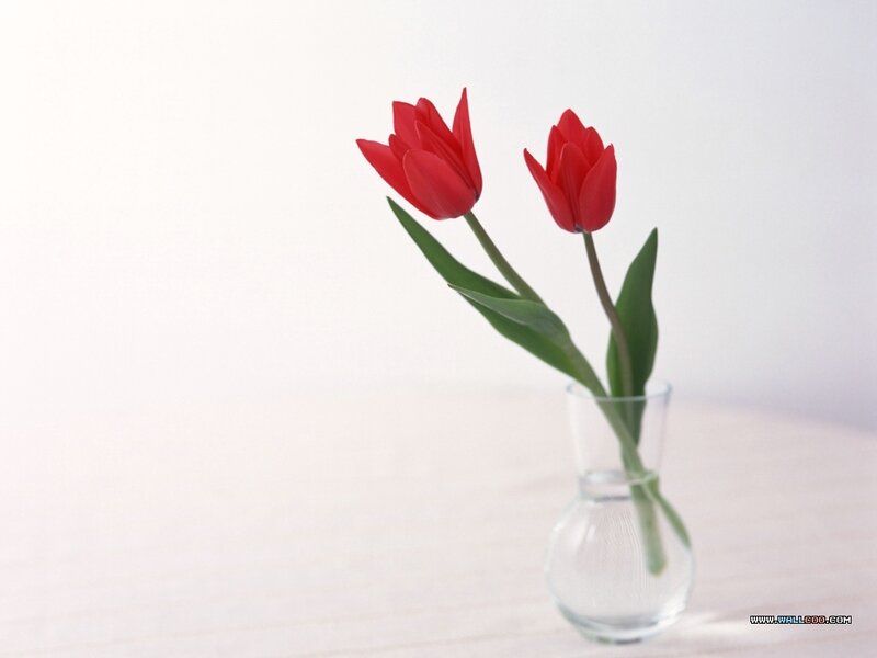 Two Red Tulips in Vase