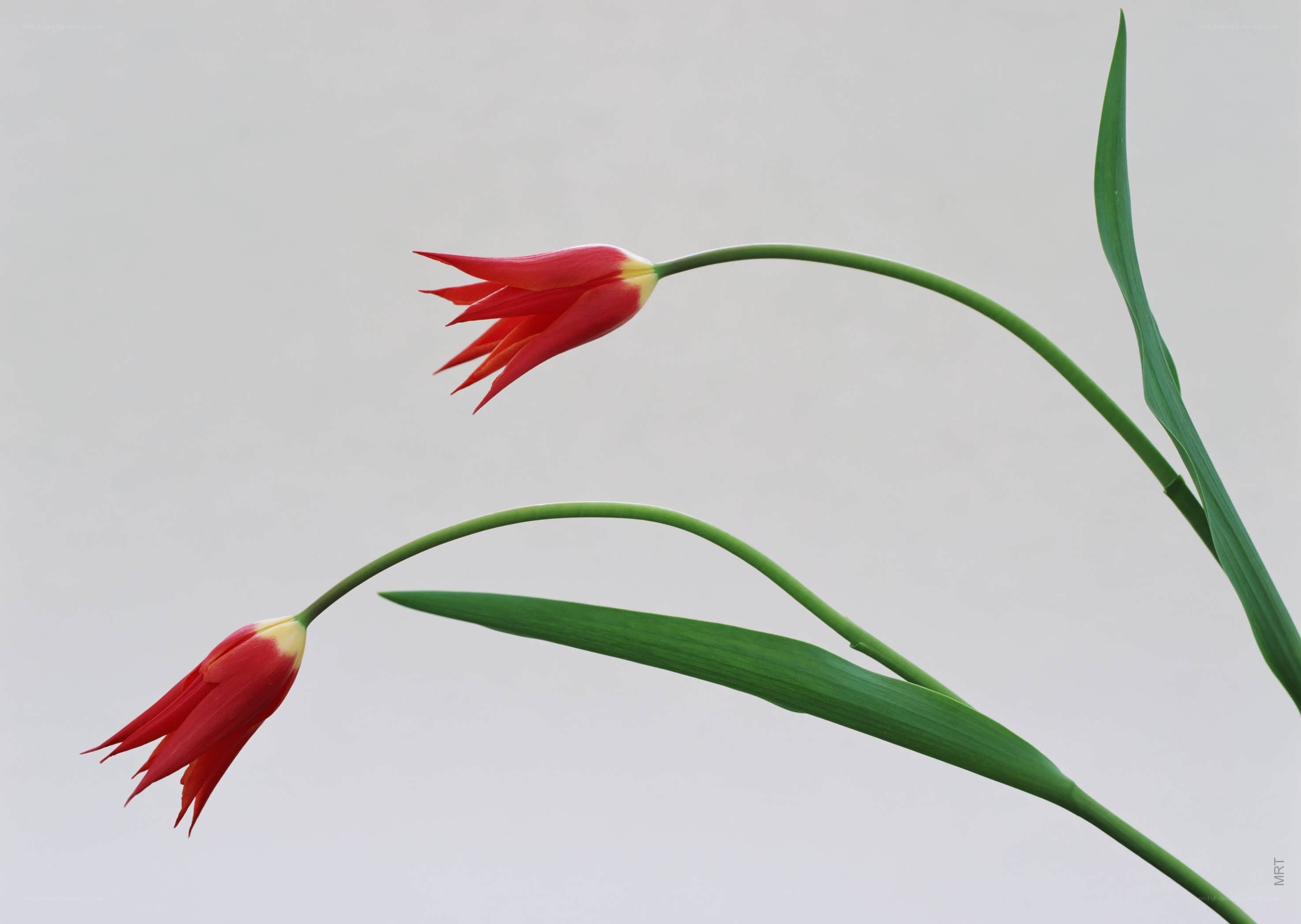Two red tulips on stems