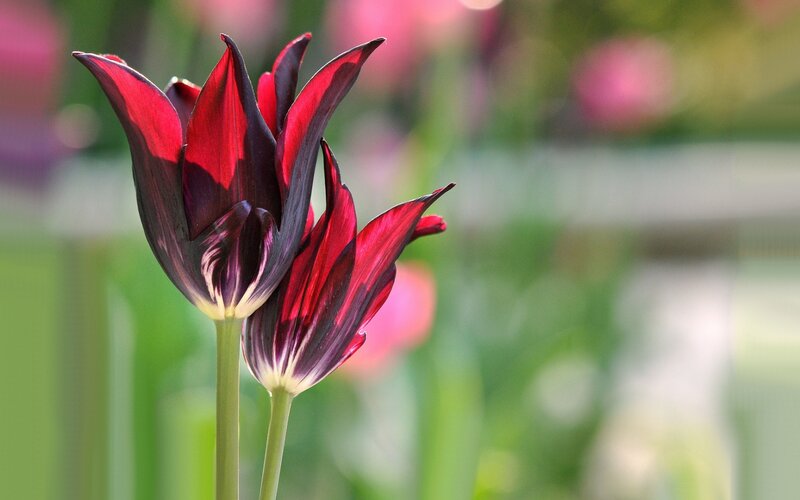 Two Red Tulips — Serene, Afternoon, Photograph