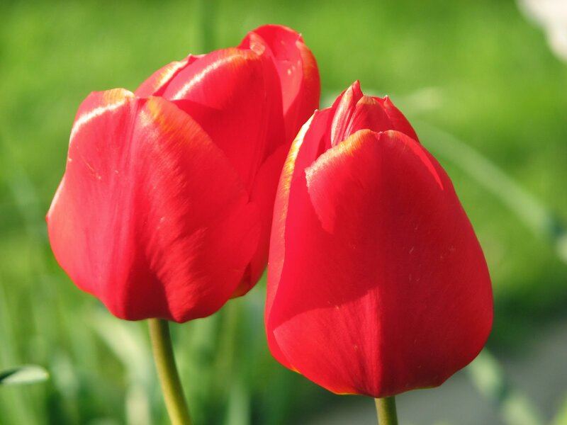 Two Red Tulips — Serene, Afternoon