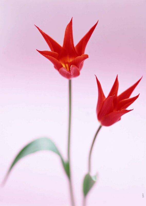Two Red Tulips — Serene, Photograph, Green Stems