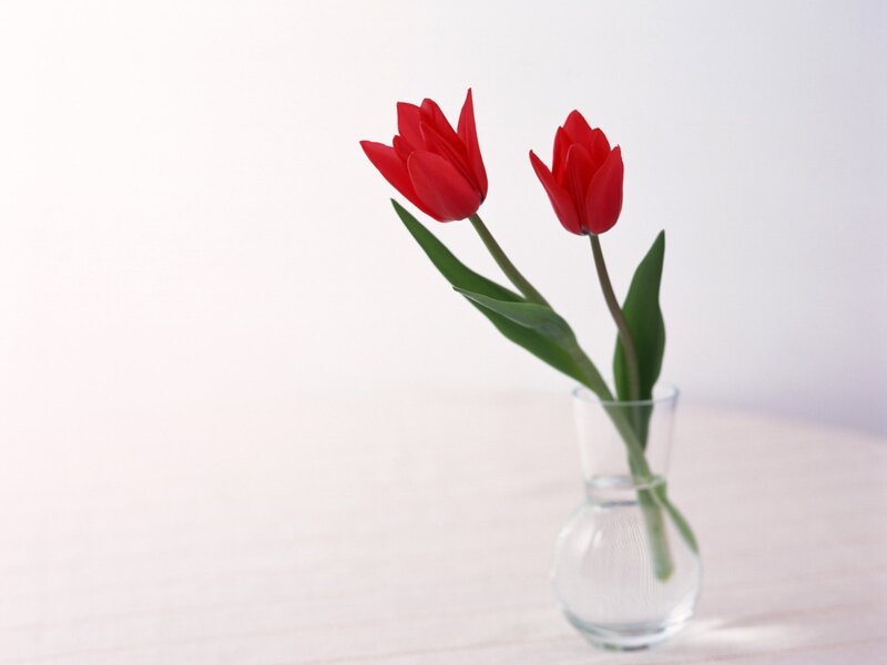 Two Red Tulips — Serene, Photograph, Vase, Table