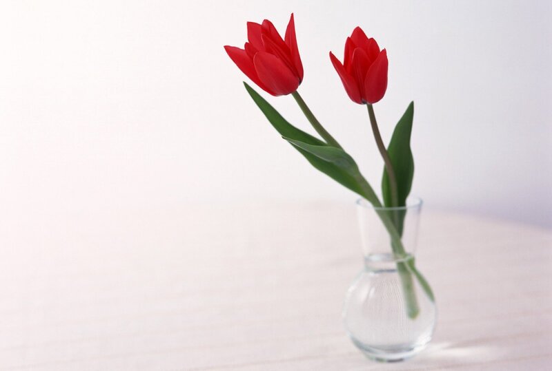 Two Red Tulips — Serene, Photograph, Vase