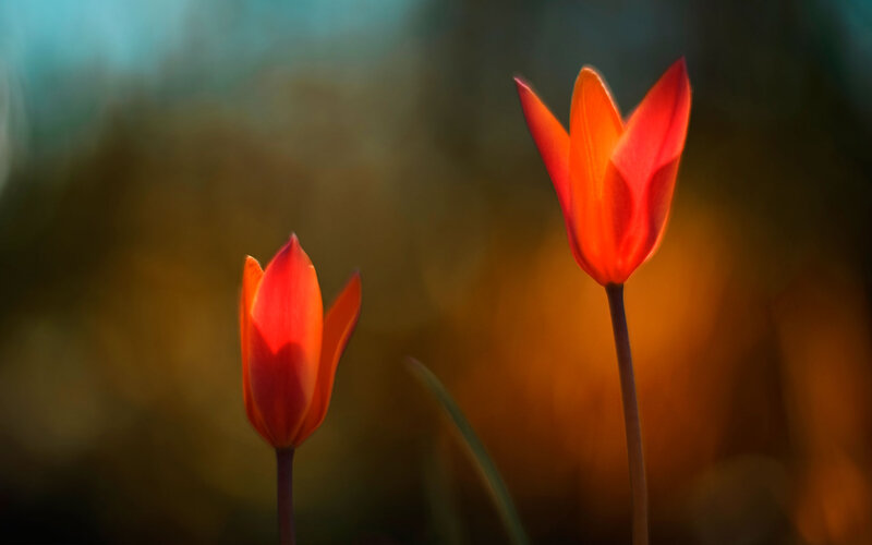 Two Red Tulips — Serene, Sunset