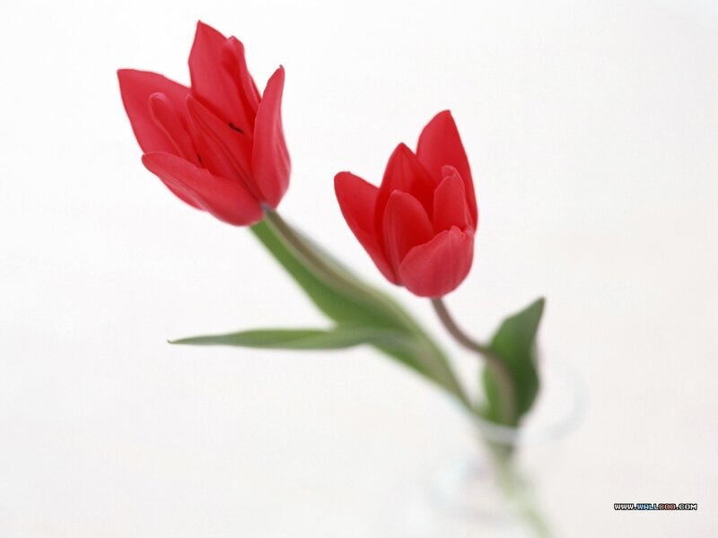 Two Red Tulips — Serene