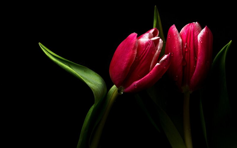Two Red Tulips