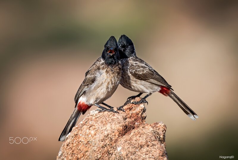 Two Red-vented Bulbuls