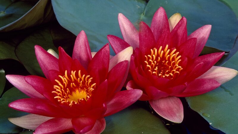 Two red water lilies on a pond