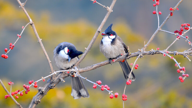 Two Red-whiskered Bulbuls — Brown, Calm, Autumn, Photograph