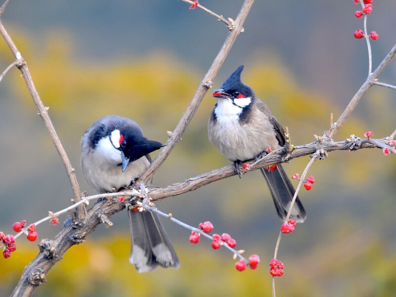 Two Red-whiskered Bulbuls — Brown, Calm, Autumn
