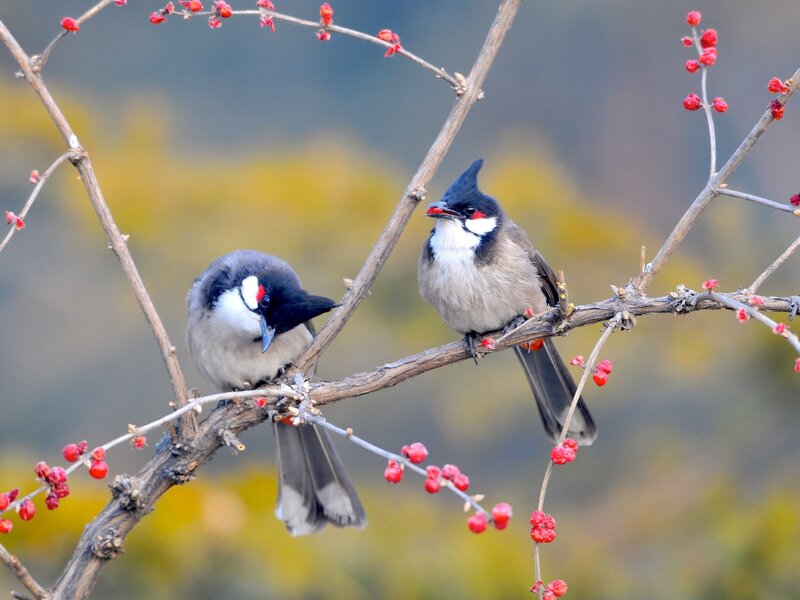 Two Red-whiskered Bulbuls — Brown