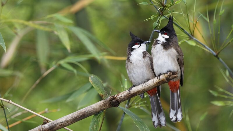 Two Red-whiskered Bulbuls — Green