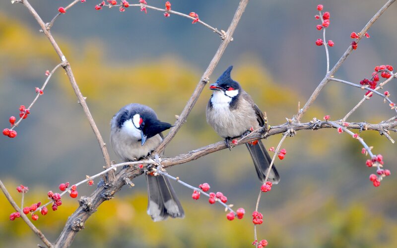 Two Red-whiskered Bulbuls
