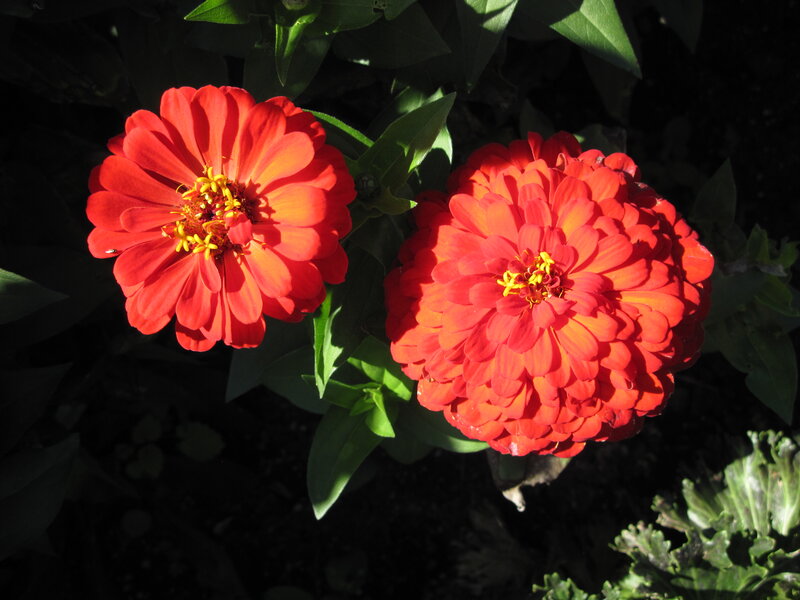 Two Red Zinnia Flowers