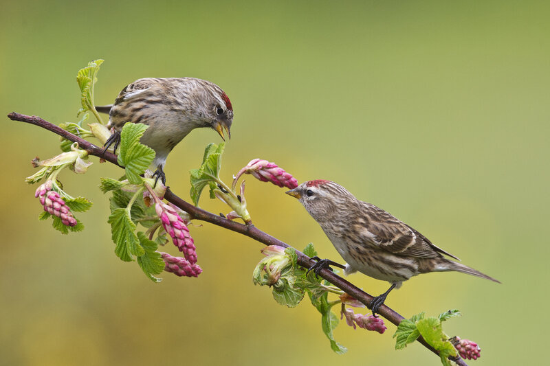 Two Redpoll Birds