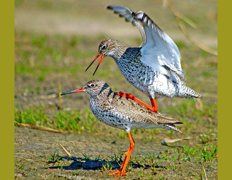 Two redshanks mating