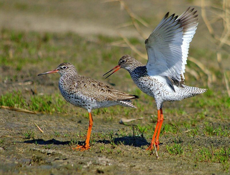 Two redshanks on a muddy shore