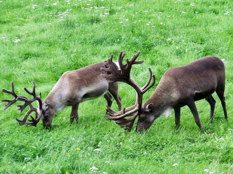 Two Reindeer Grazing