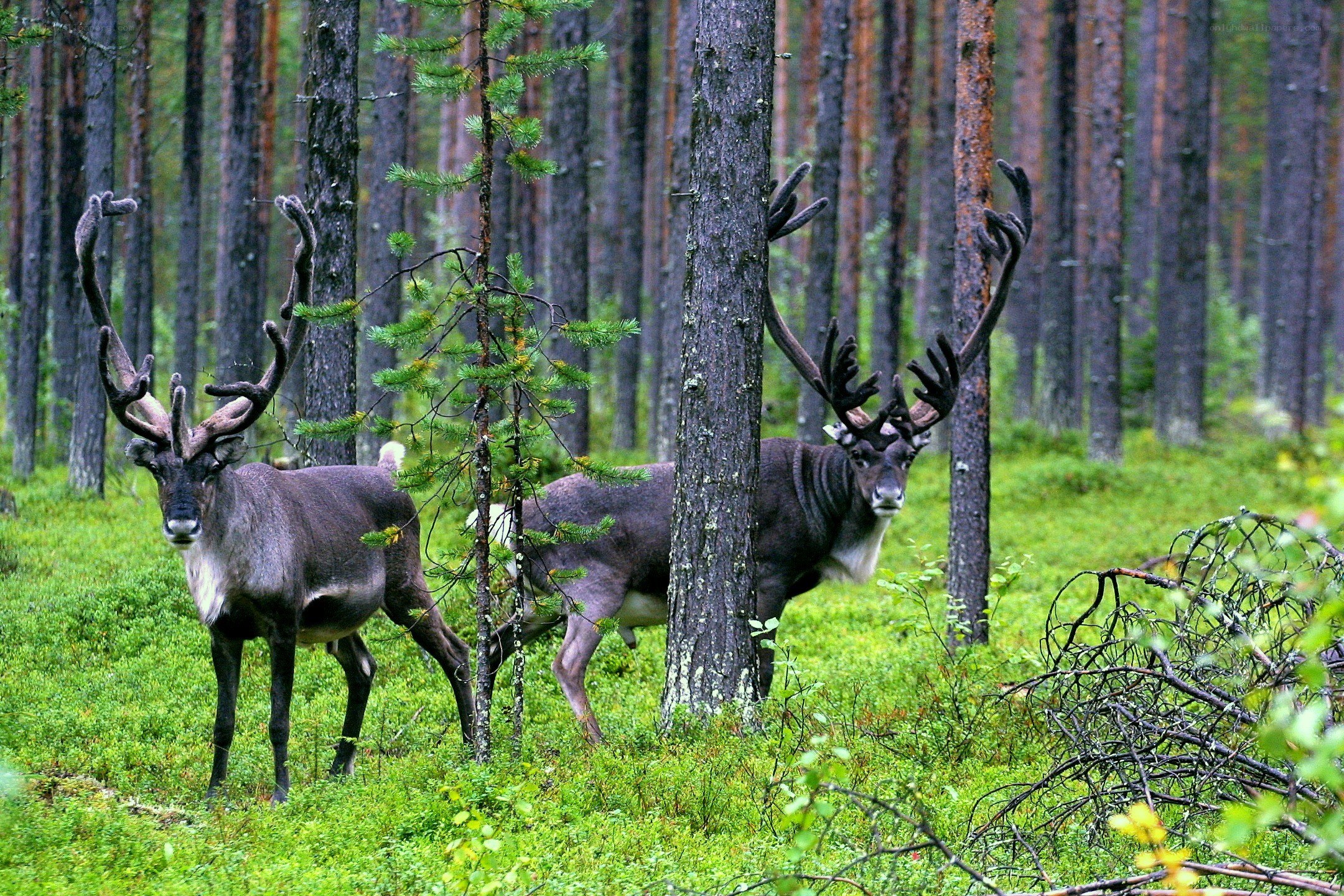 Two reindeer in a forest