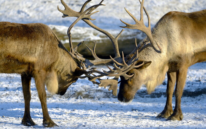 Two reindeer locking antlers
