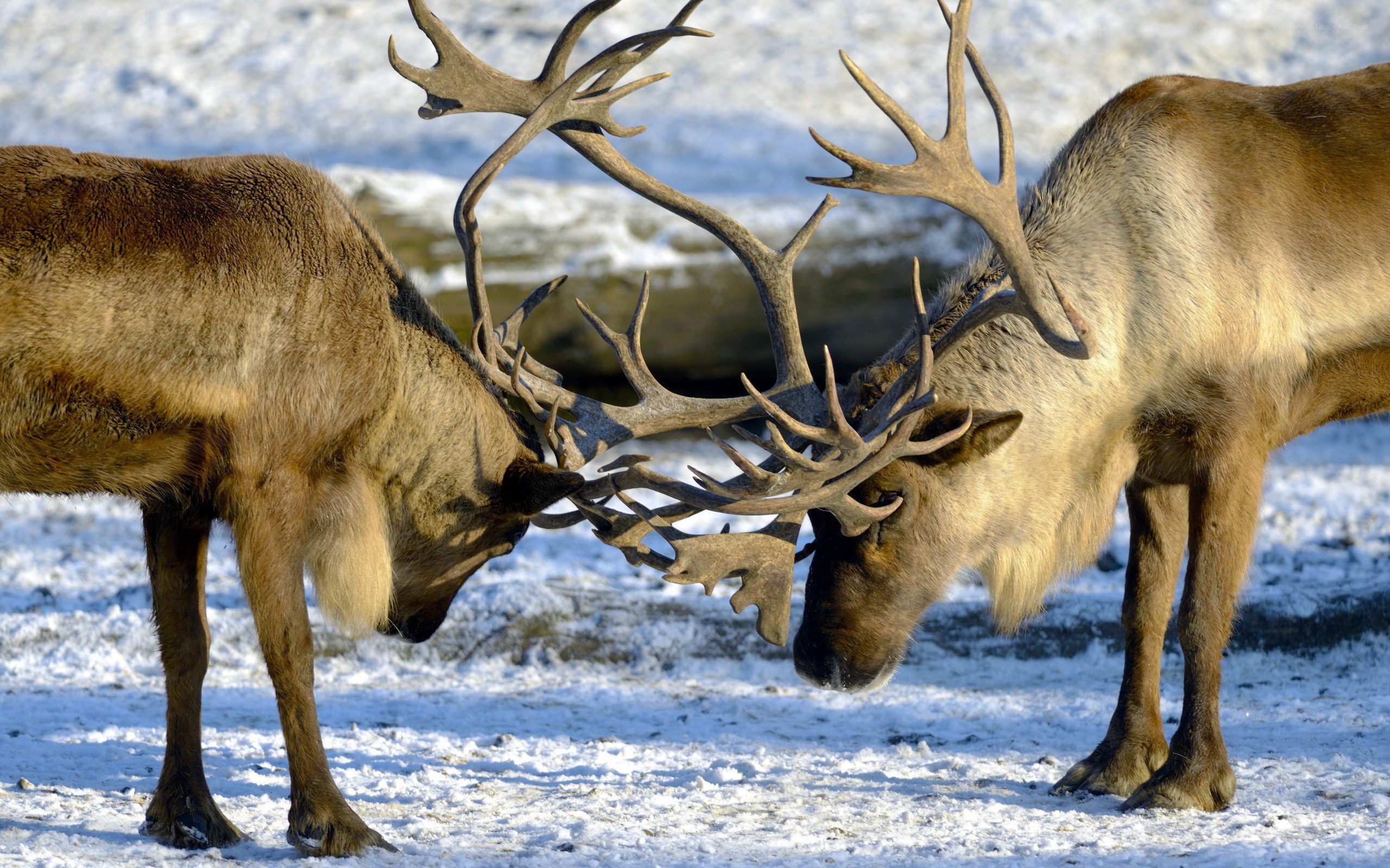 Two reindeer locking antlers