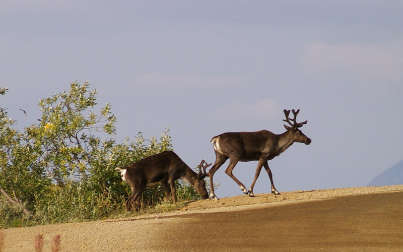 Two Reindeer on Hillside