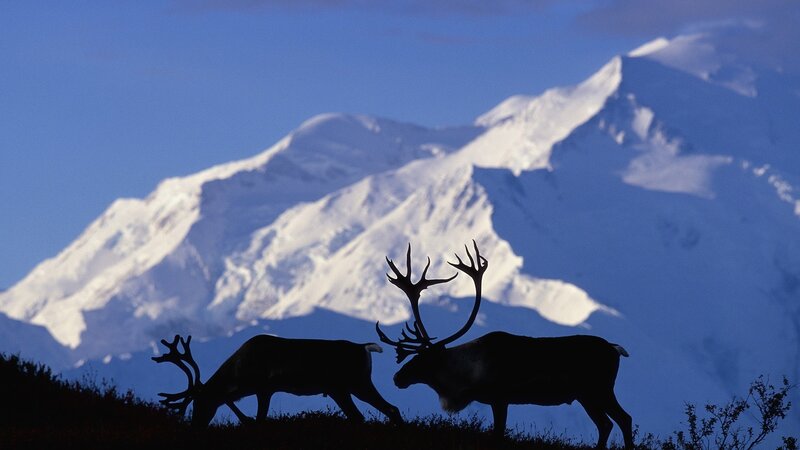 Two Reindeer Silhouettes
