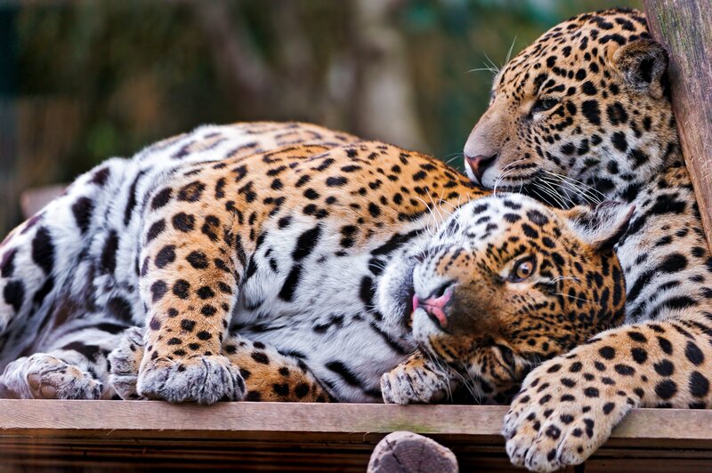 Two resting jaguars