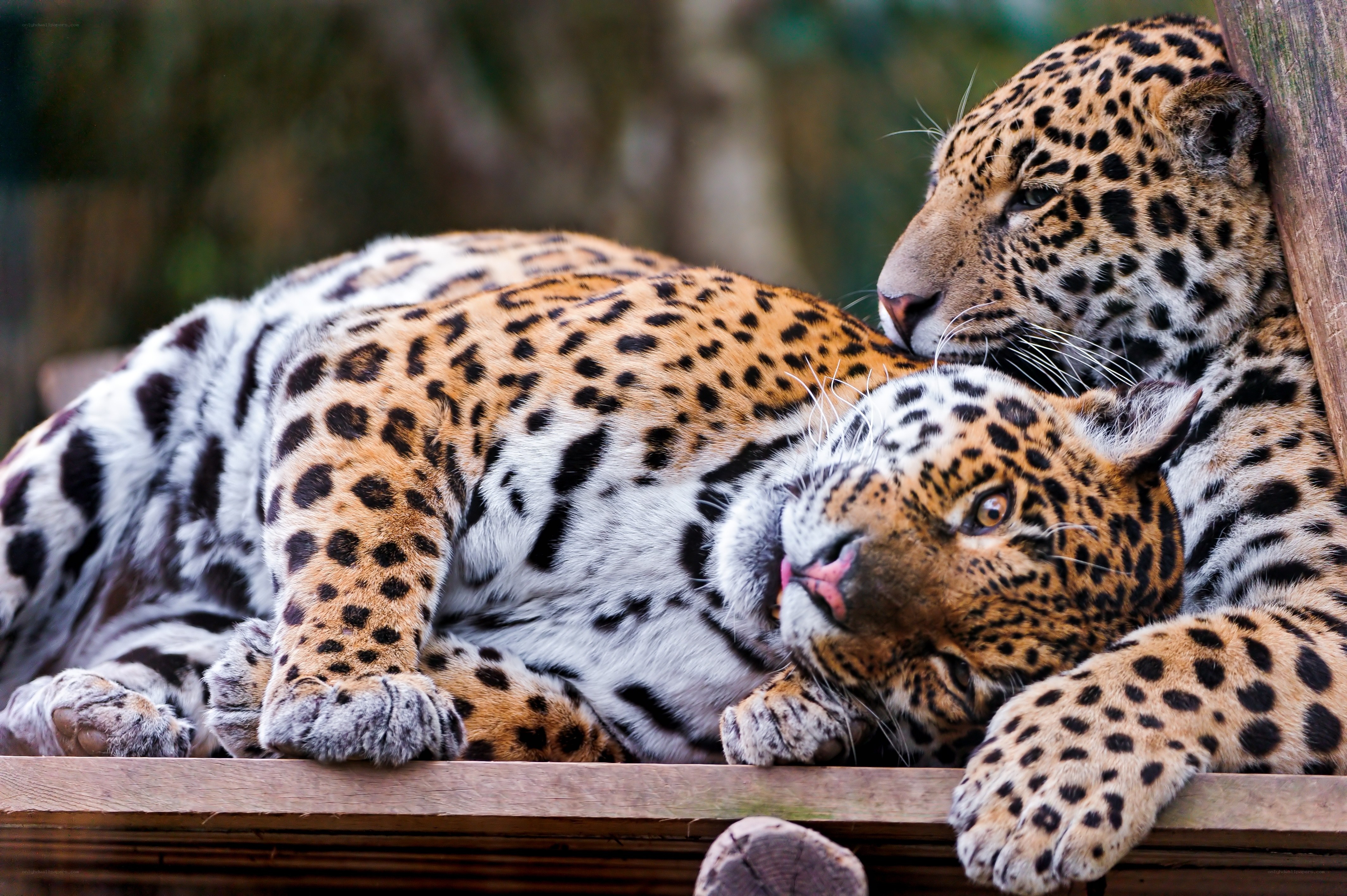 Two resting jaguars