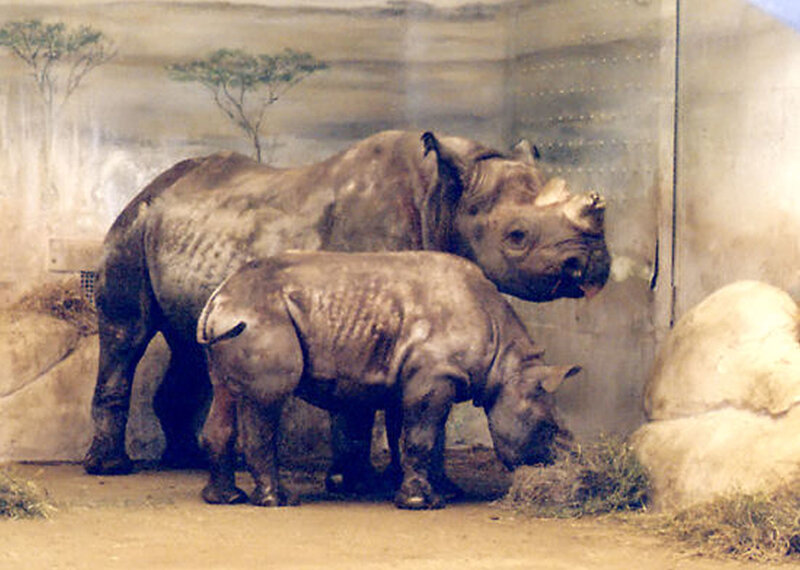 Two Rhinoceroses — Brown
