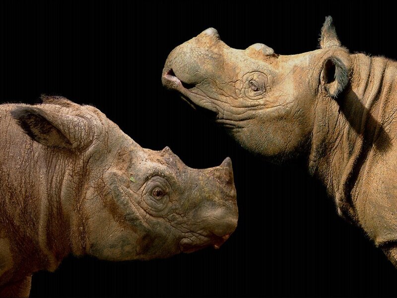Two Rhinoceroses Facing — Brown