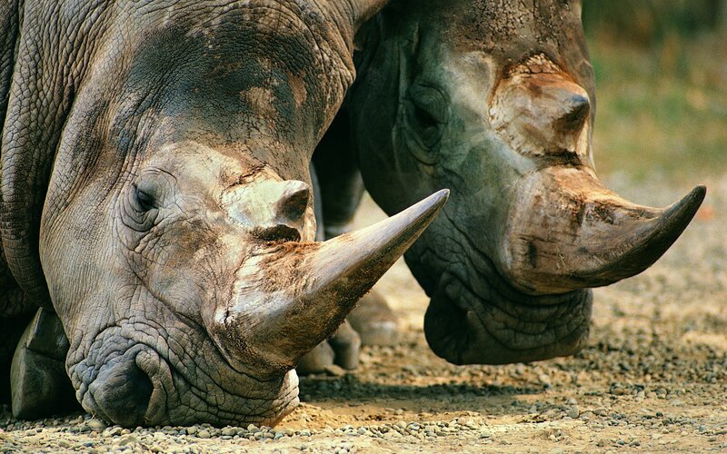 Two Rhinoceroses — Gray