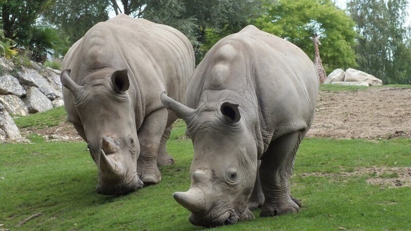Two Rhinoceroses Grazing — Green, Calm