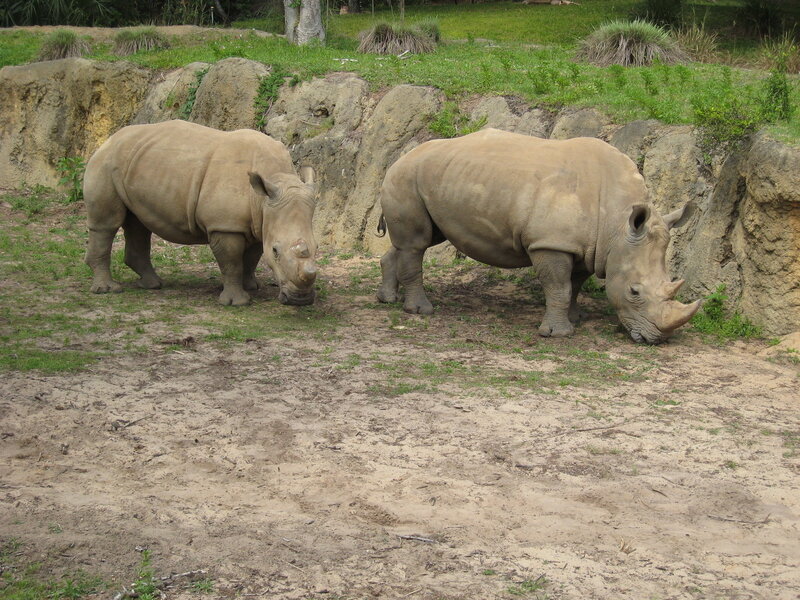 Two Rhinoceroses Grazing