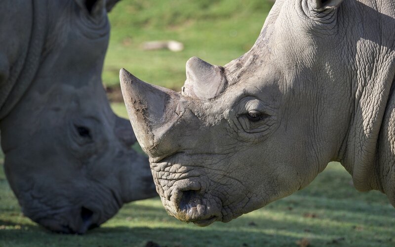 Two Rhinoceroses in Field — Gray, Calm