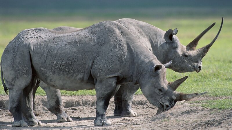 Two Rhinoceroses in Field — Gray