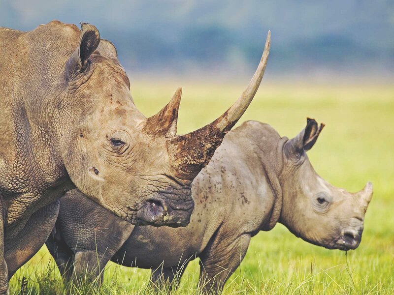 Two Rhinoceroses in Field — Green