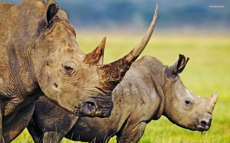 Two Rhinoceroses in Field