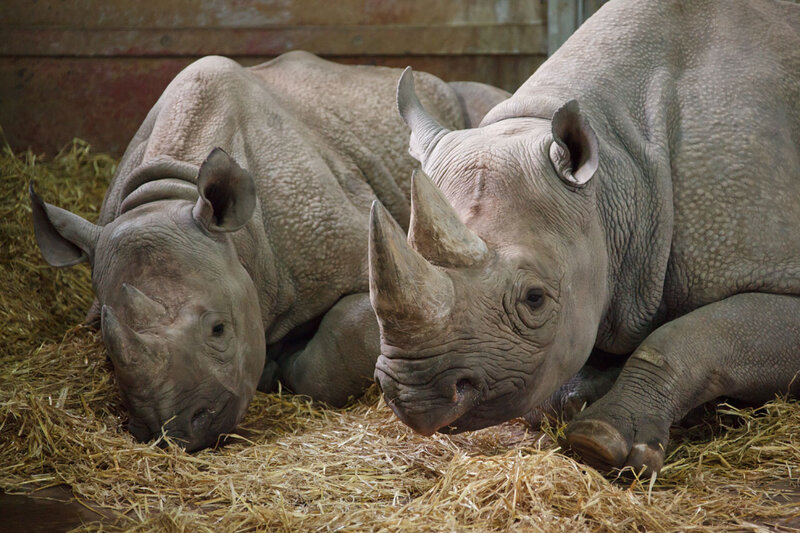 Two Rhinoceroses Lying