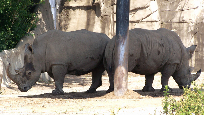 Two Rhinoceroses Standing