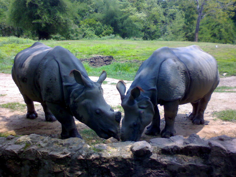 Two Rhinoceroses