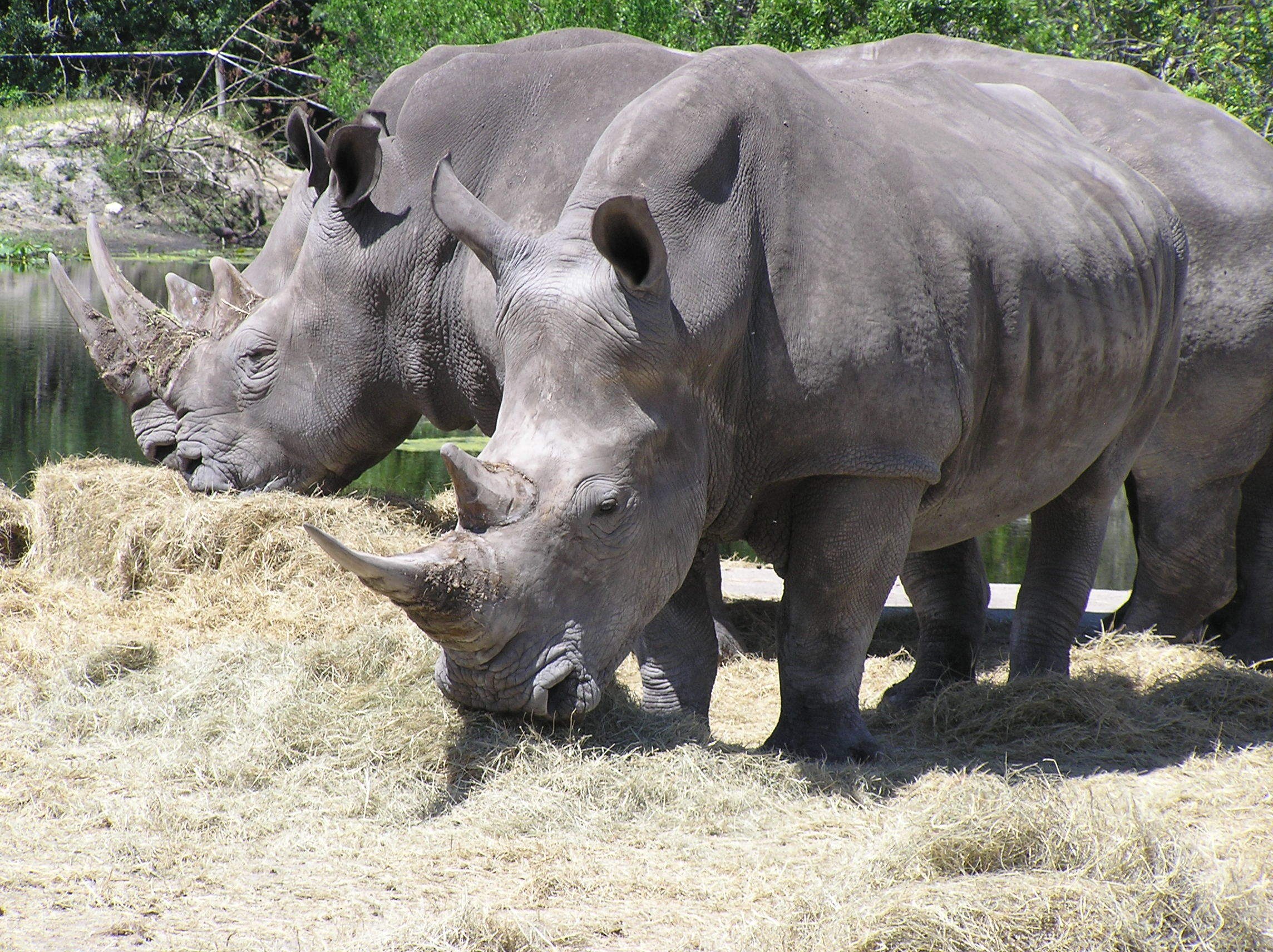 Two rhinos eating hay